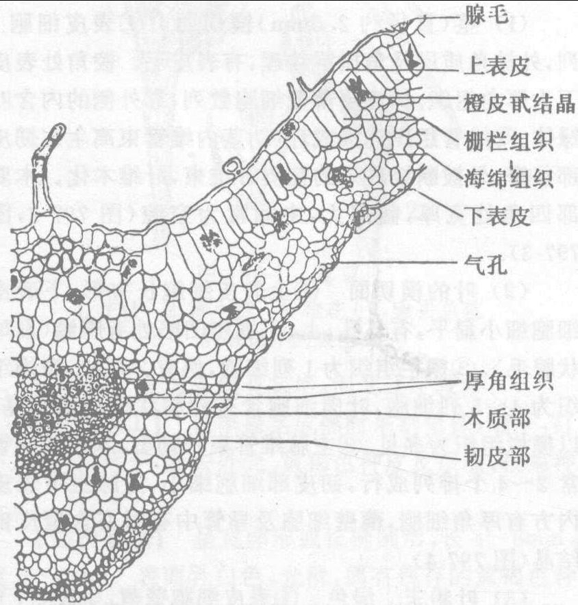 薄荷茎横切面简图手绘图片